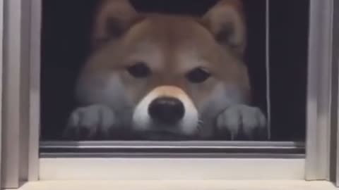 Open the window, there is a little cutie waiting for you