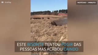 Bisonte escorrega no gelo e cai de jeito hilário