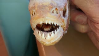 PIRANHA TEETH