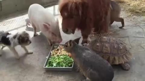 Funny Animals #1 - Dinnertime on the farm