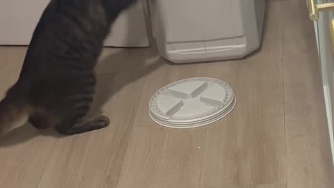 Clever Cat Opens Food Storage Container