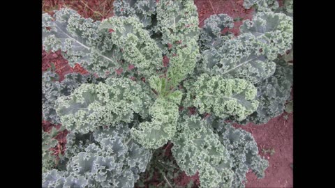 Leafy Greens Kale Sept 2021