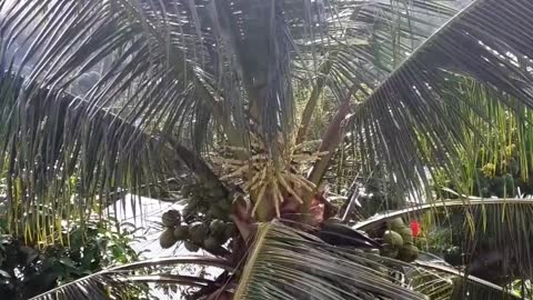 Birds Socializing on a Coconut Tree