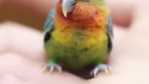 Cute parrot funny moments