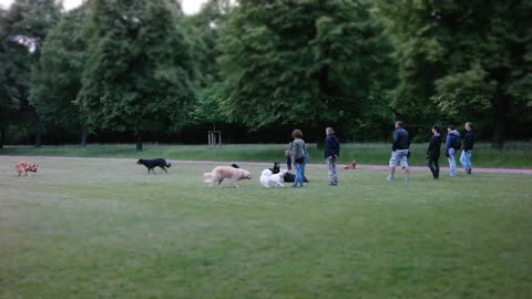 Dogs out on training