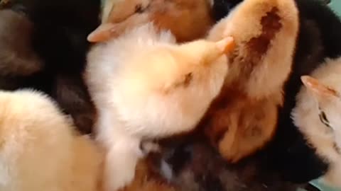 New born chickens