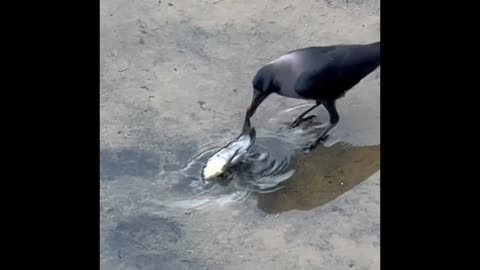 Amazing video A bird saving fish from the crow.❤️🦢🐟