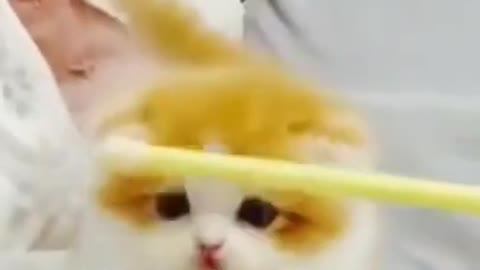 soo cute cat baby viral video