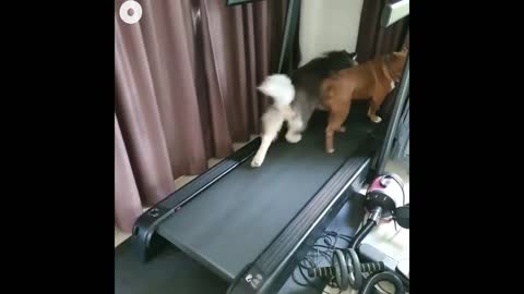 FUNNY DOGS RUNNING ON TREADMILL :D