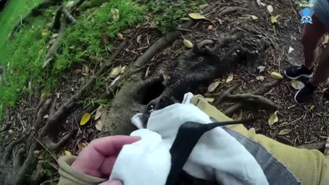 Flying-fox rescued from barbed wire This is Dharawal.mp4