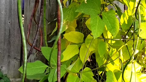 In my garden - more summer Vegetables