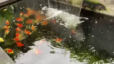 Koi fish pond