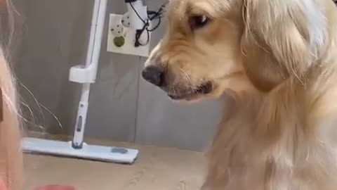 Dog getting mad at his owner for cutting his hair.