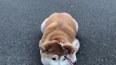 This puppy is so rude, he's lying on the ground motionless