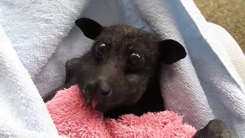 'He's Cranky': Rescued Bat Enjoys Banana