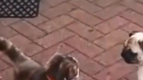 Funniest video of a Cat encounter with a dog for the First T