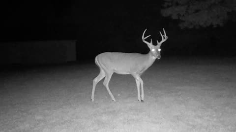 Shedding Velvet