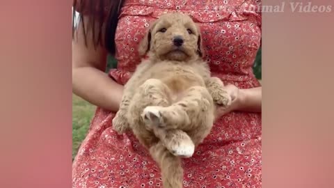 Dogs That Are Cute When They Grow Up _ Cute Animal Videos