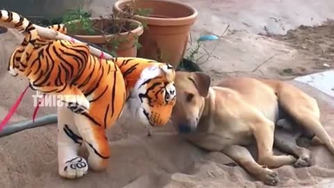 tiger prank /scared dog