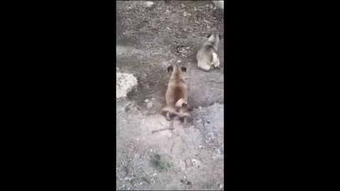 Funny animals video😂😂