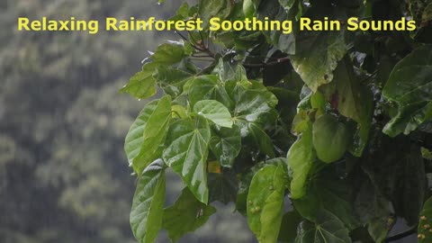 Relaxing Rainforest Soothing Rain Sounds for Sleeping or Studying White Noise Rainstorm 2021