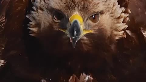 Eyecontact with the golden eagle