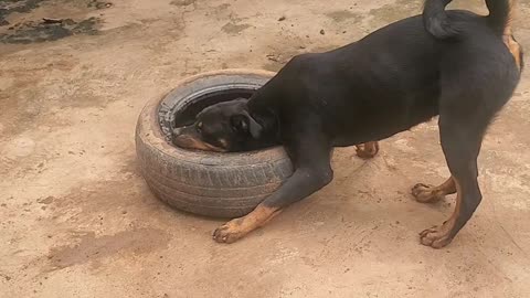 Rottweiler Bite Power