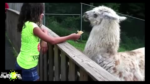 AWESOME Llama spit compilation Funny Pino Llama spits in womans face