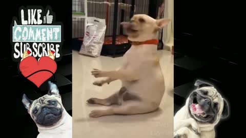 Cute Dog Enjoying Dance