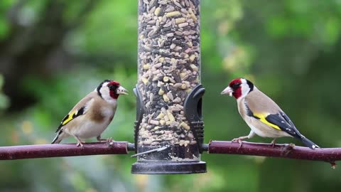 Beautiful Goldfinches Eating