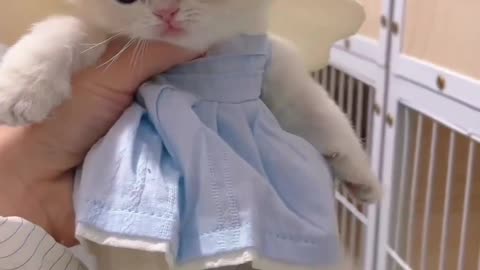 funny and cute cats