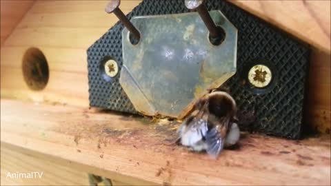 Amazing Bee Compilation