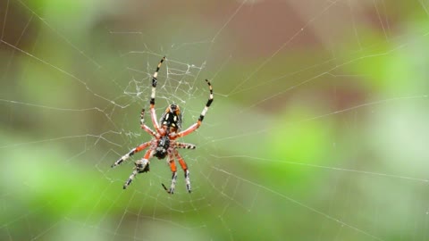 Red spider finds his way to his web