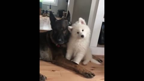 Dog's Friendship