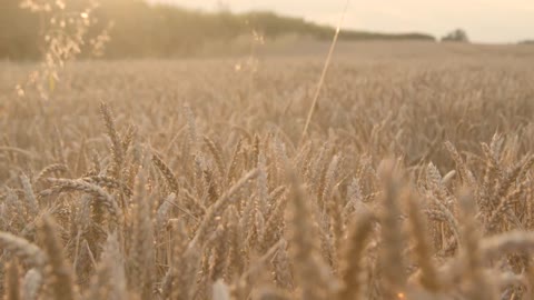 Panning Shot of Dog Playing In Wheat Field