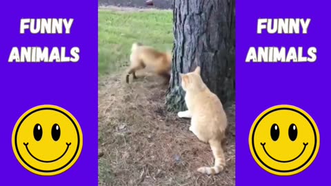 Funny Video | Adorable Animals | Hilarious Pet Clips | Funny Animal Moments