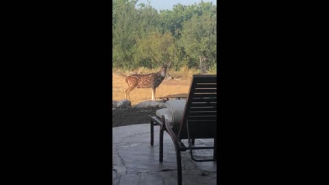 Fee range rescue deer brings home buck boyfriend