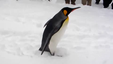 icy planet and the penguin parade