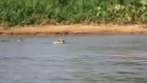 Rare Battle - african Crocodile vs Leopard -_Cut.mp4