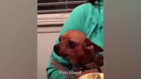 Funny Dog’s Angry Outburst When Scared!