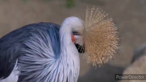 Is this the most beautiful bird?