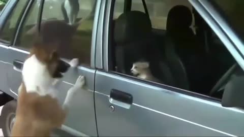 Funny cat vs dog