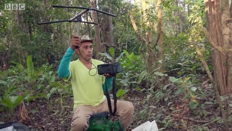 Adorable Tamarins Face Extinction from Deforestation | Seven Worlds, One Planet | BBC Earth