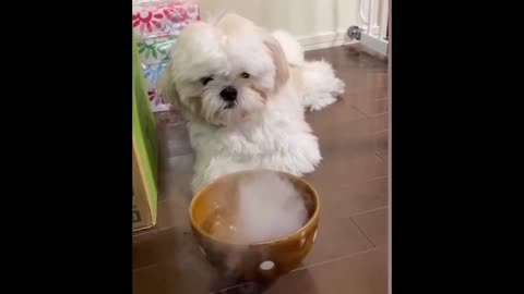 ♥Cute Puppies Doing Funny Things 2020♥