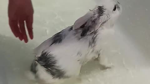 bunny is swimming