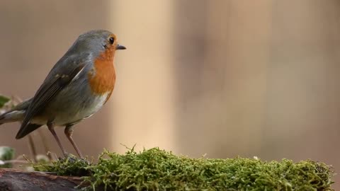 A bird that enjoys nature