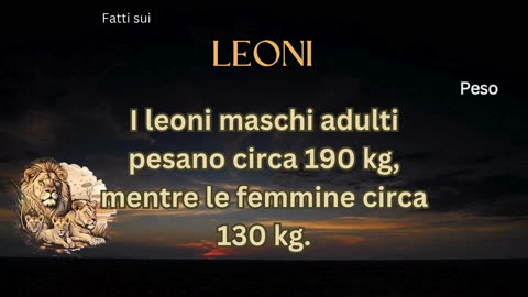 Fatto del Leone 2 - Sai quanto pesa un leone?