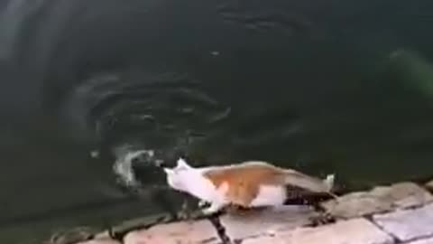 Funny Cat Videos - Cat Shows Off It's Fishing Skills