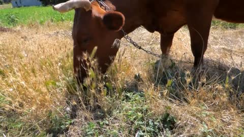 Male Cow Eating Sun Shine Flowers In Field