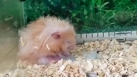 Funny cute hamster just woke up with a sleepy face